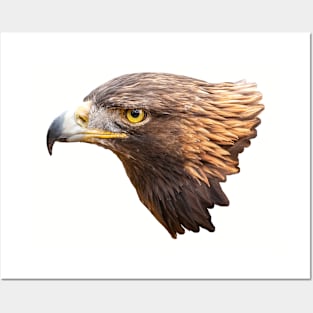 Golden Eagle Posters and Art